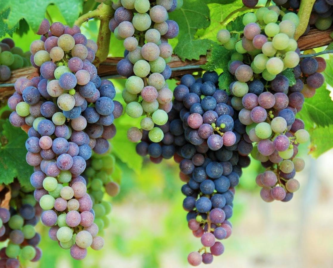 Maison Des Vignes Le Fleix Экстерьер фото